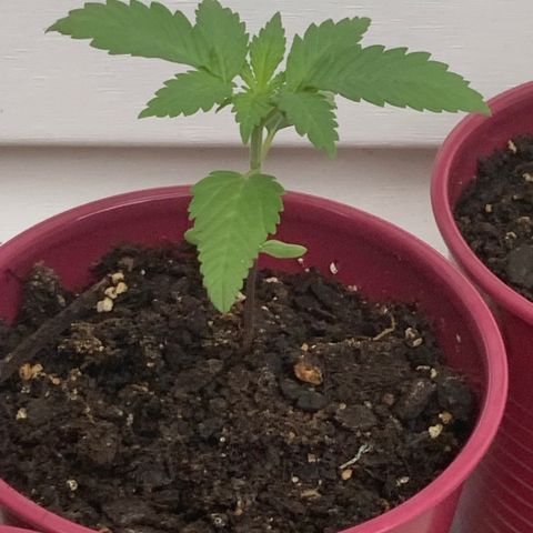Gorilla Glue 2 7/25 growlog photo: 2p