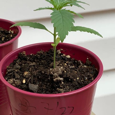 Bruce Banner 7/22 growlog photo: 8a