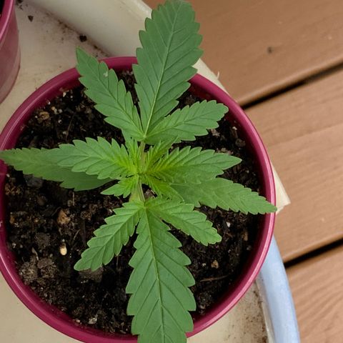 Bruce Banner 7/22 growlog photo: 8a