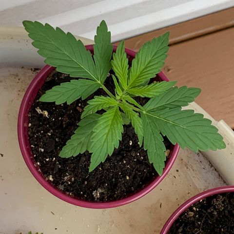 Gorilla Glue 1 7/23 growlog photo: 8a