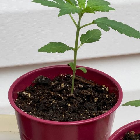 Gorilla Glue 1 7/23 growlog photo: 8a