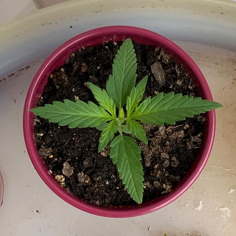 White Widow 7/25 growlog photo: 8a