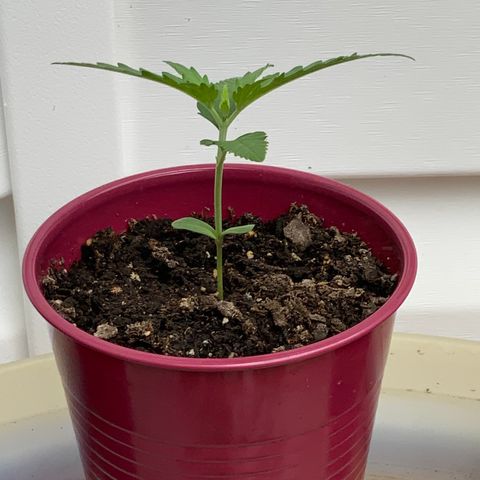White Widow 7/25 growlog photo: 8a