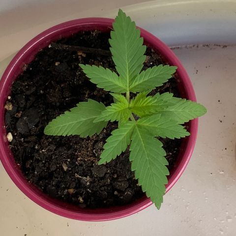 Gorilla Glue 2 7/25 growlog photo: 8a
