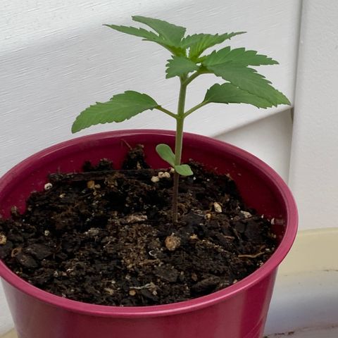 Gorilla Glue 2 7/25 growlog photo: 8a