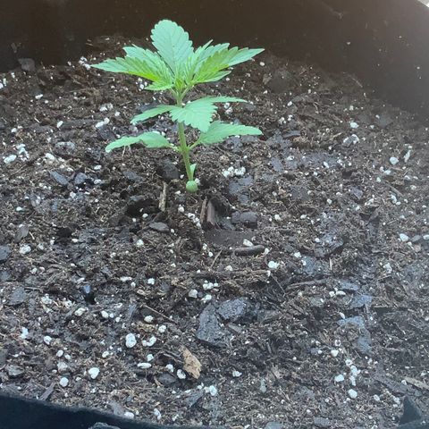 Gorilla Glue 1 7/23 growlog photo: Repot 130p