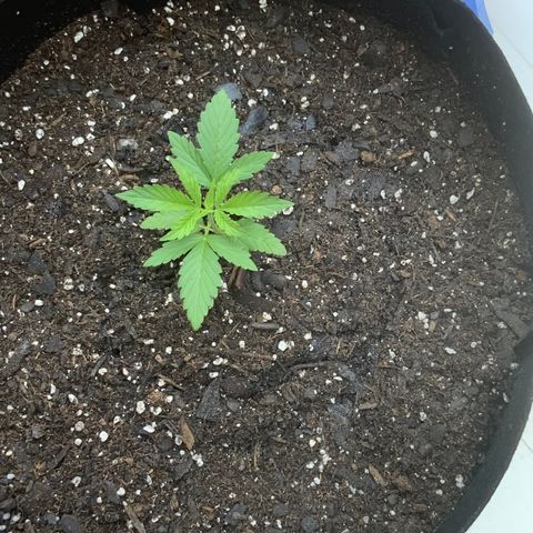 Gorilla Glue 1 7/23 growlog photo: Repot 130p