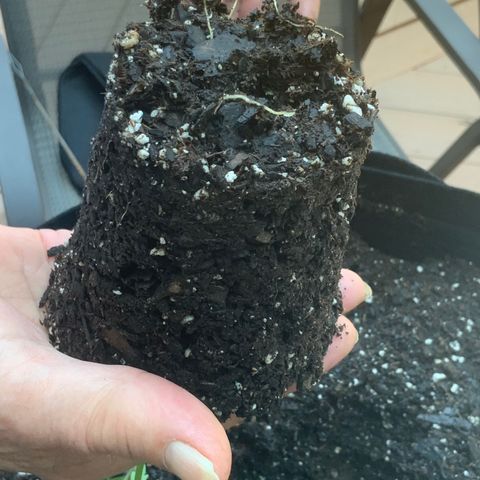 Gorilla Glue 1 7/23 growlog photo: Repot 130p