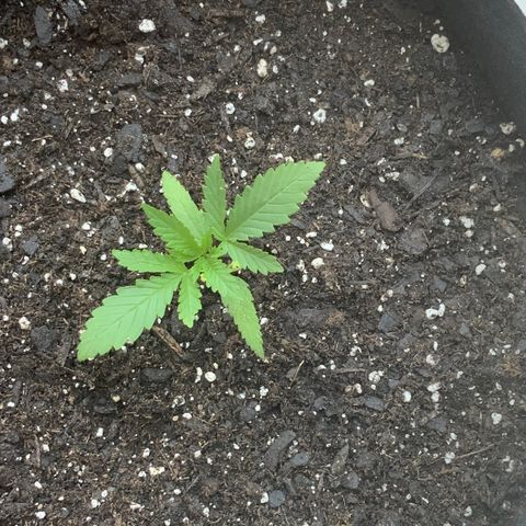 Bruce Banner 7/22 growlog photo: Repot 130p