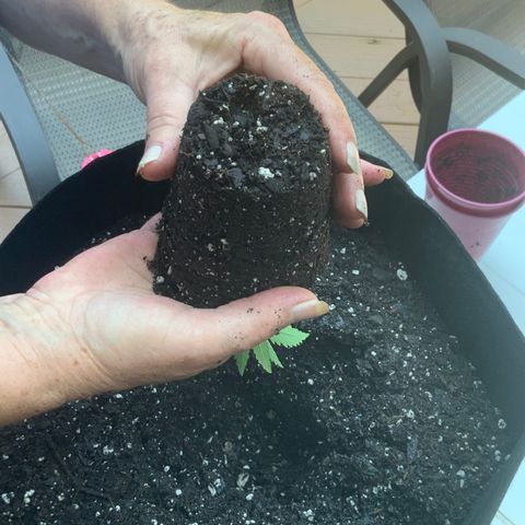 Bruce Banner 7/22 growlog photo: Repot 130p