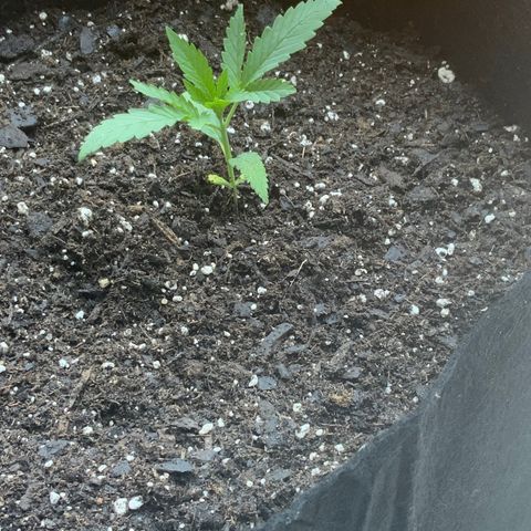 Bruce Banner 7/22 growlog photo: Repot 130p
