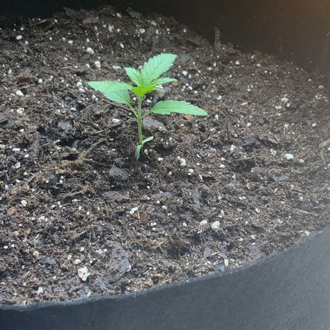 White Widow 7/25 growlog photo: Repot 130p