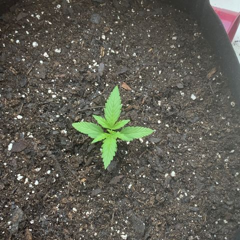 White Widow 7/25 growlog photo: Repot 130p