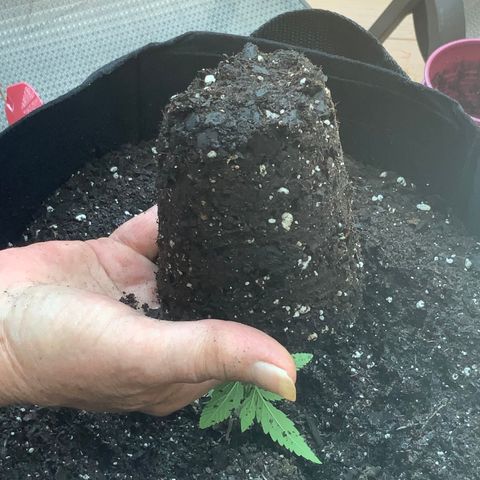White Widow 7/25 growlog photo: Repot 130p