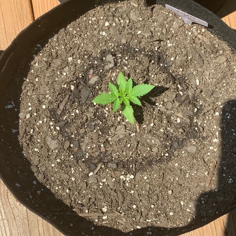 Gorilla Glue 2 7/25 growlog photo: Repot 130p