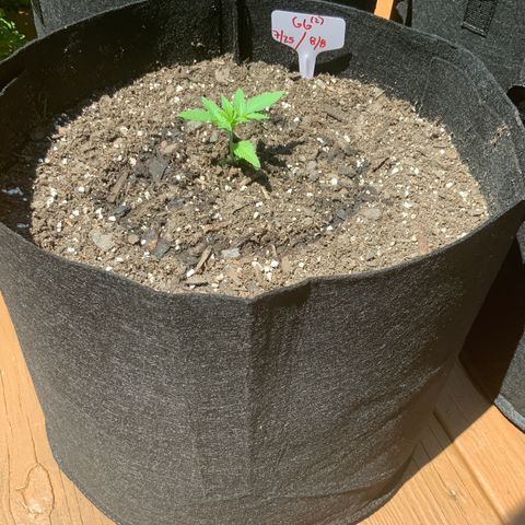 Gorilla Glue 2 7/25 growlog photo: Repot 130p