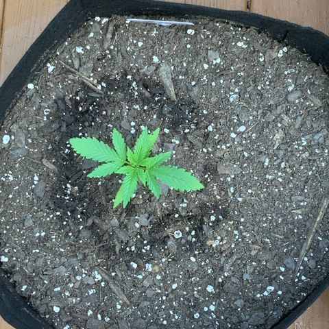 Bruce Banner 7/22 growlog photo: 830a