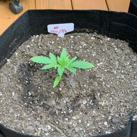 Bruce Banner 7/22 growlog photo: 830a