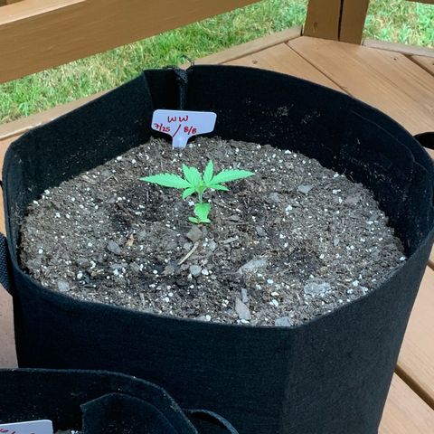White Widow 7/25 growlog photo: 830a