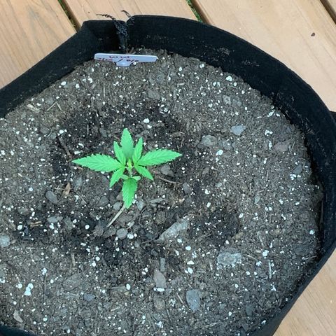 White Widow 7/25 growlog photo: 830a