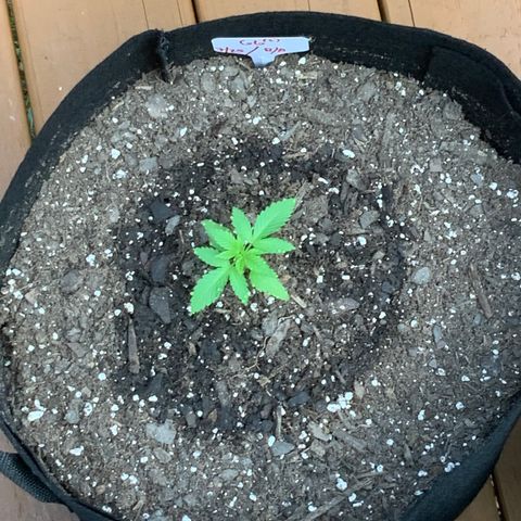 Gorilla Glue 2 7/25 growlog photo: 830a