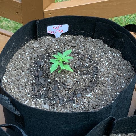 Gorilla Glue 2 7/25 growlog photo: 830a