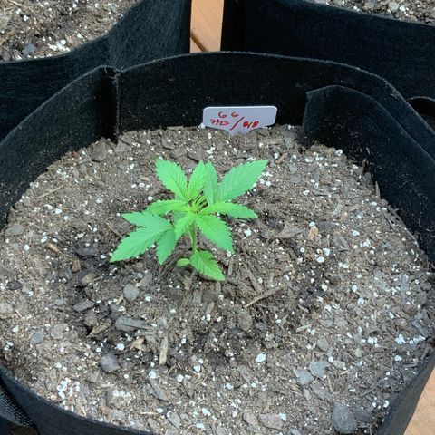 Gorilla Glue 1 7/23 growlog photo: 830a