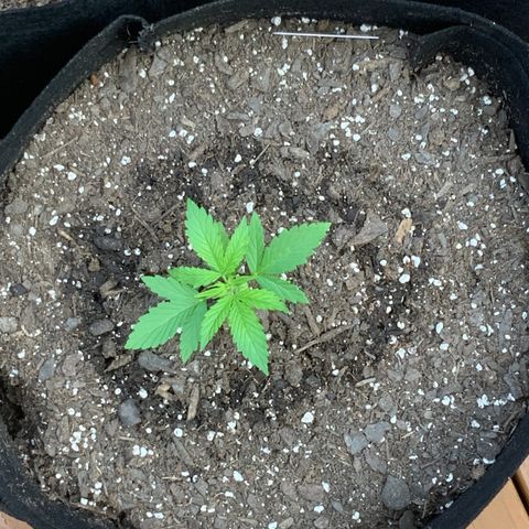 Gorilla Glue 1 7/23 growlog photo: 830a