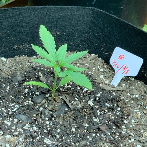 Bruce Banner 7/22 growlog photo: 8a