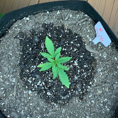 Bruce Banner 7/22 growlog photo: 8a