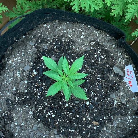 Gorilla Glue 1 7/23 growlog photo: 8a