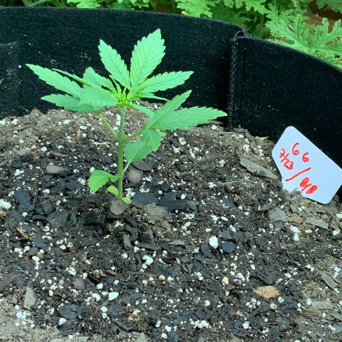 Gorilla Glue 1 7/23 growlog photo: 8a