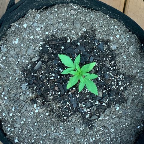 Gorilla Glue 2 7/25 growlog photo: 8a