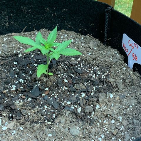 Gorilla Glue 2 7/25 growlog photo: 8a