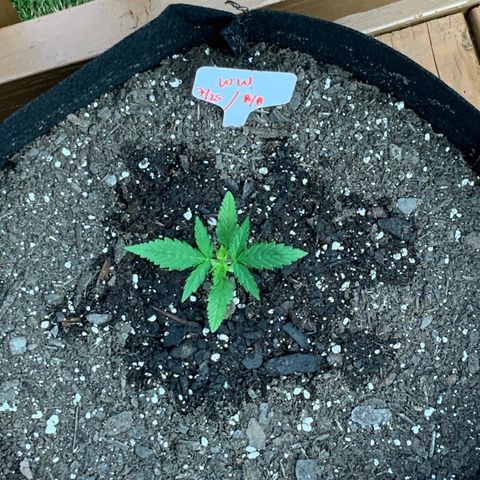 White Widow 7/25 growlog photo: 8a