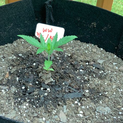 White Widow 7/25 growlog photo: 8a