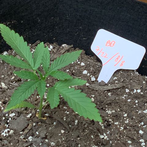 Bruce Banner 7/22 growlog photo: 6p pre-first-nutes 