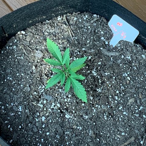 Bruce Banner 7/22 growlog photo: 6p pre-first-nutes 