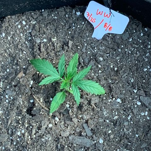 White Widow 7/25 growlog photo: 6p pre-first-nutes 