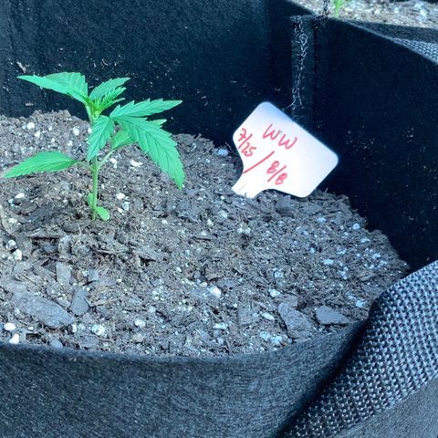 White Widow 7/25 growlog photo: 6p pre-first-nutes 