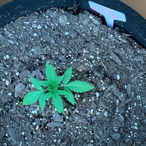 Gorilla Glue 2 7/25 growlog photo: 6p pre-first-nutes 