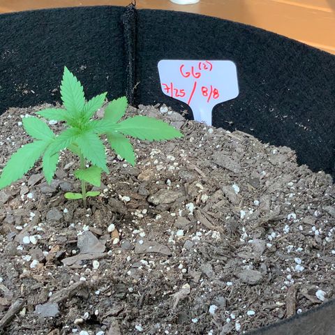 Gorilla Glue 2 7/25 growlog photo: 6p pre-first-nutes 