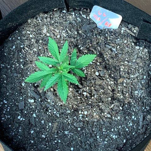 Gorilla Glue 1 7/23 growlog photo: 6p pre-first-nutes 