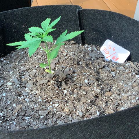 Gorilla Glue 1 7/23 growlog photo: 6p pre-first-nutes 