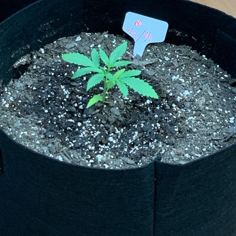 Bruce Banner 7/22 growlog photo: 8a