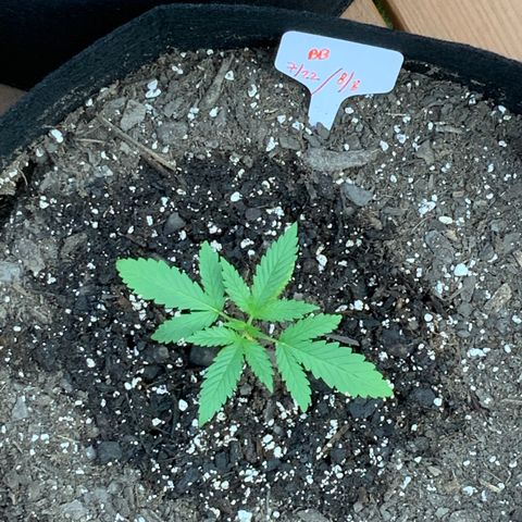 Bruce Banner 7/22 growlog photo: 8a