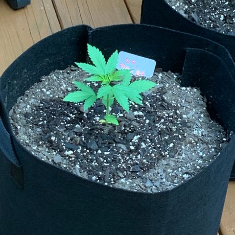 Gorilla Glue 1 7/23 growlog photo: 8a