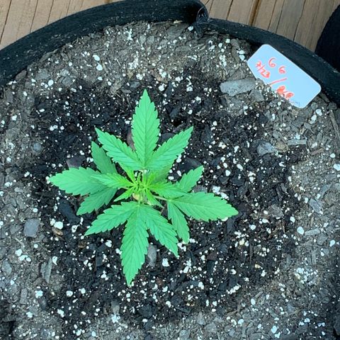 Gorilla Glue 1 7/23 growlog photo: 8a