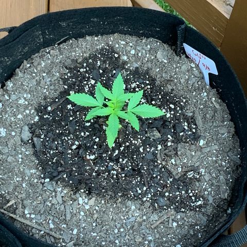 Gorilla Glue 2 7/25 growlog photo: 8a