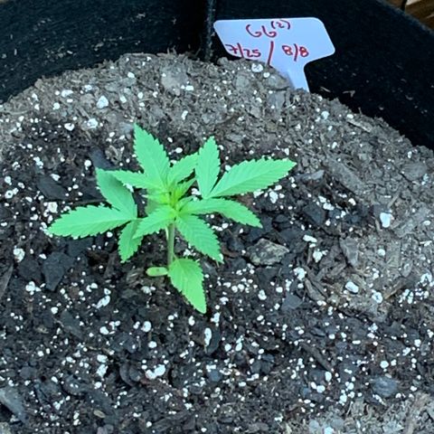 Gorilla Glue 2 7/25 growlog photo: 8a